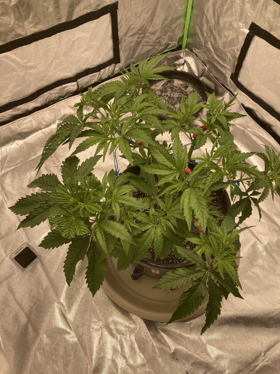 Thoughts on my single plant grow 2