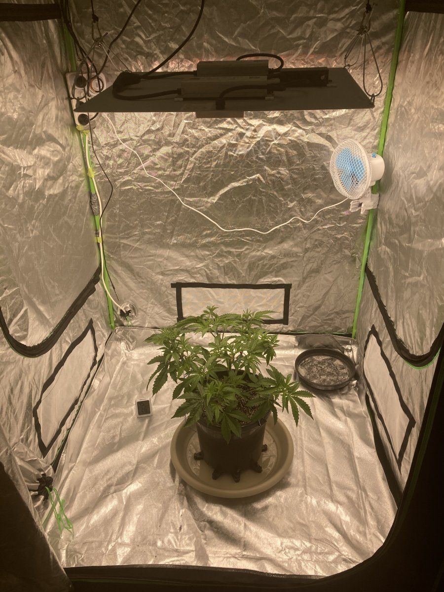 Thoughts on my single plant grow 3