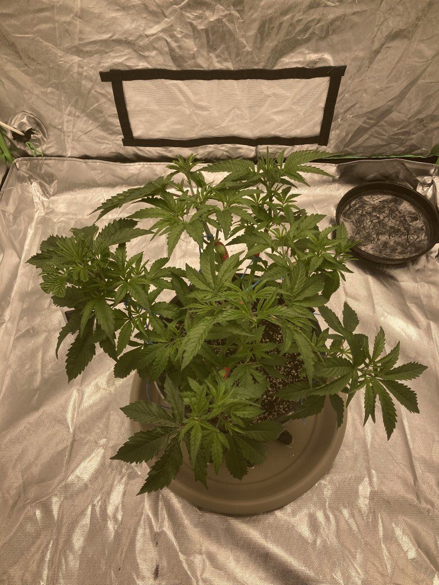 Thoughts on my single plant grow 4