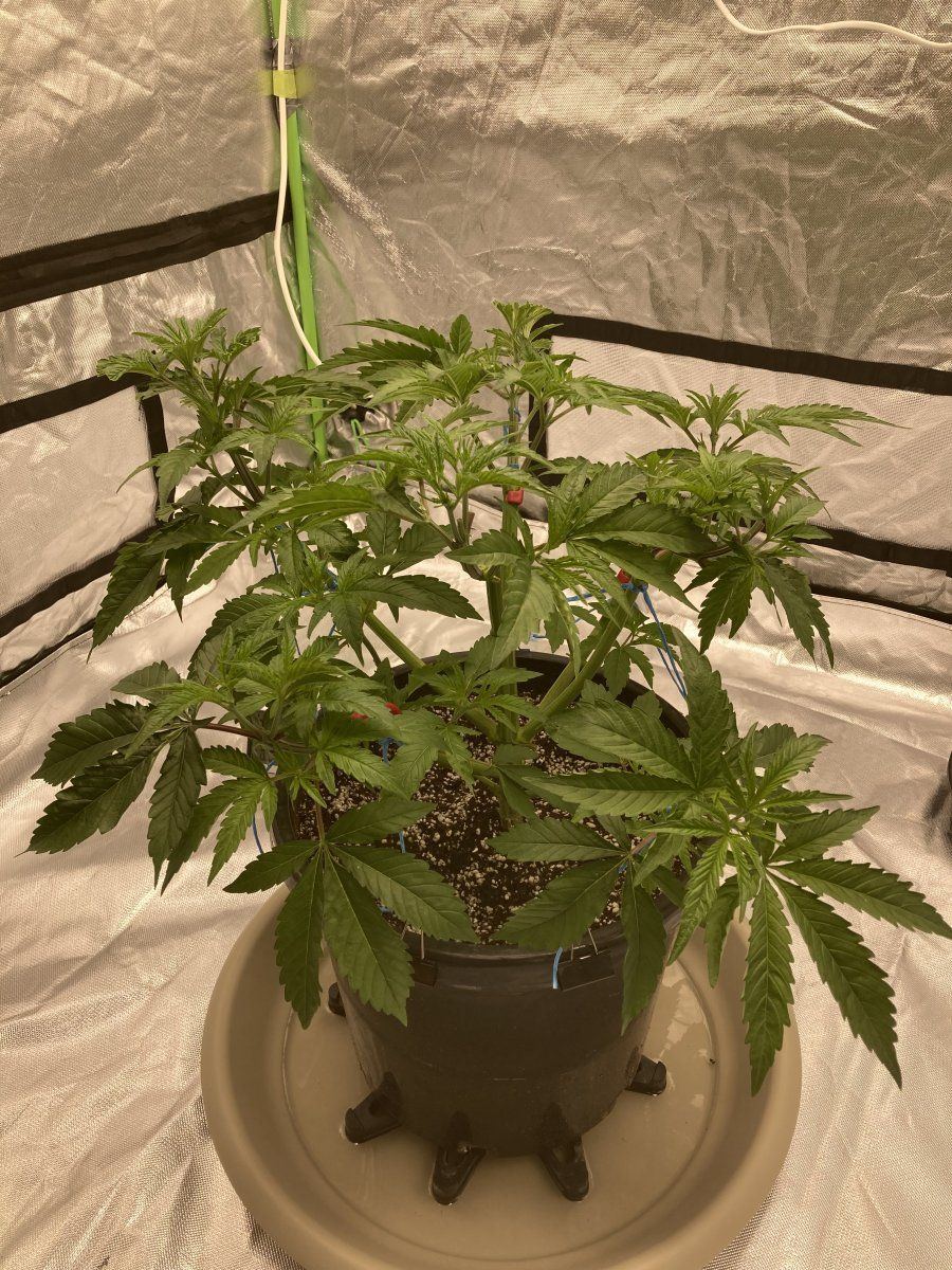 Thoughts on my single plant grow