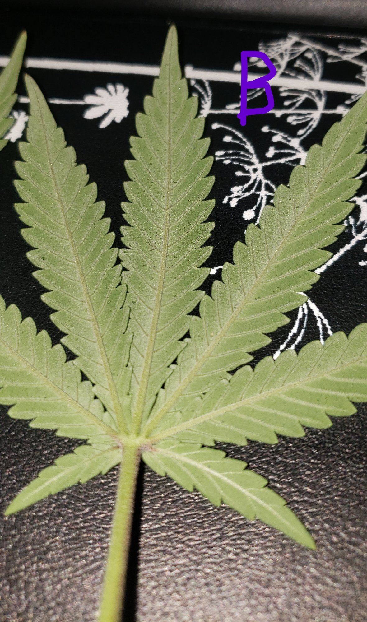 Threatco   little black circles   flowering day 22 7
