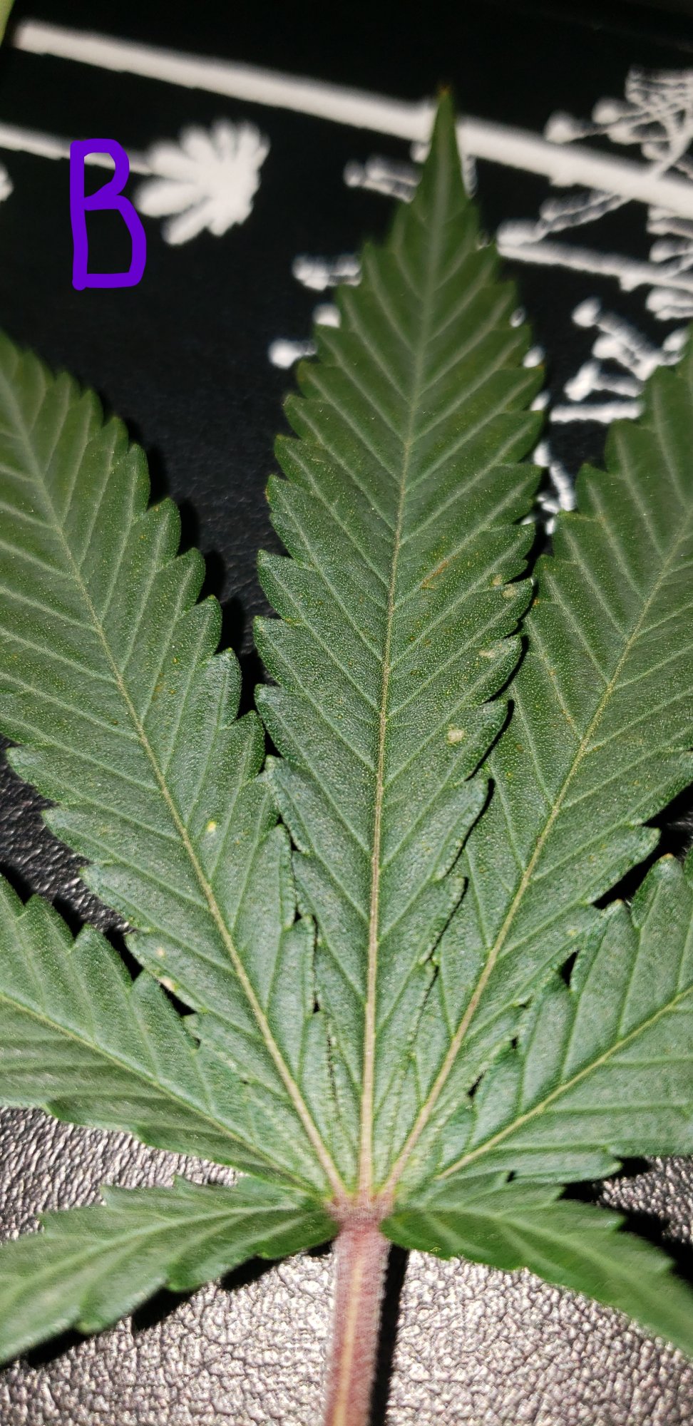 Threatco   little black circles   flowering day 22 8