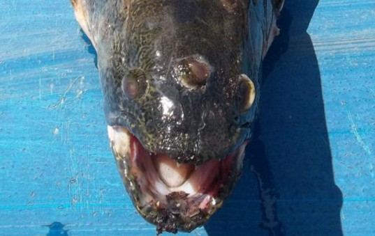 Three Eyed Fish e1319824430479