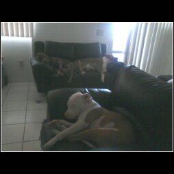 Three lil pigs