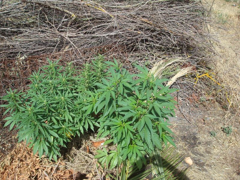Threeplantsbarrier
