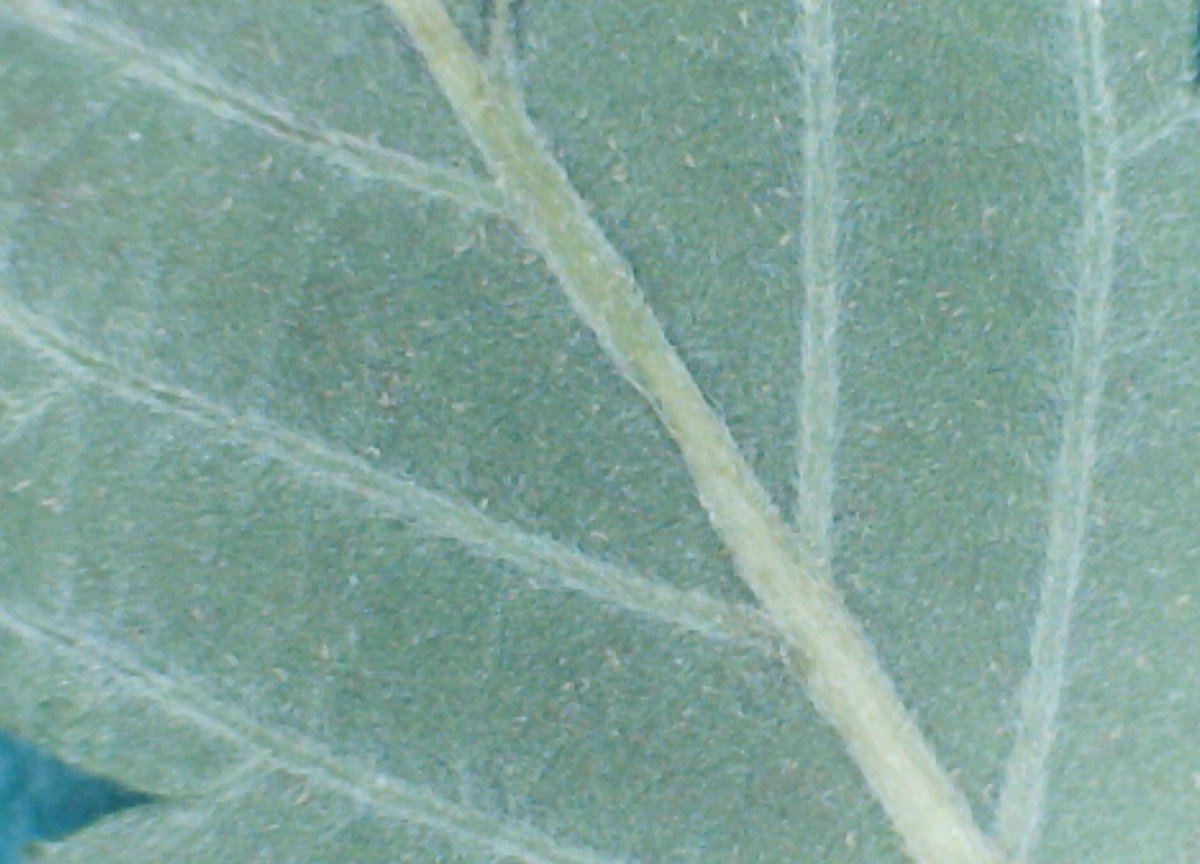 Thrips 1