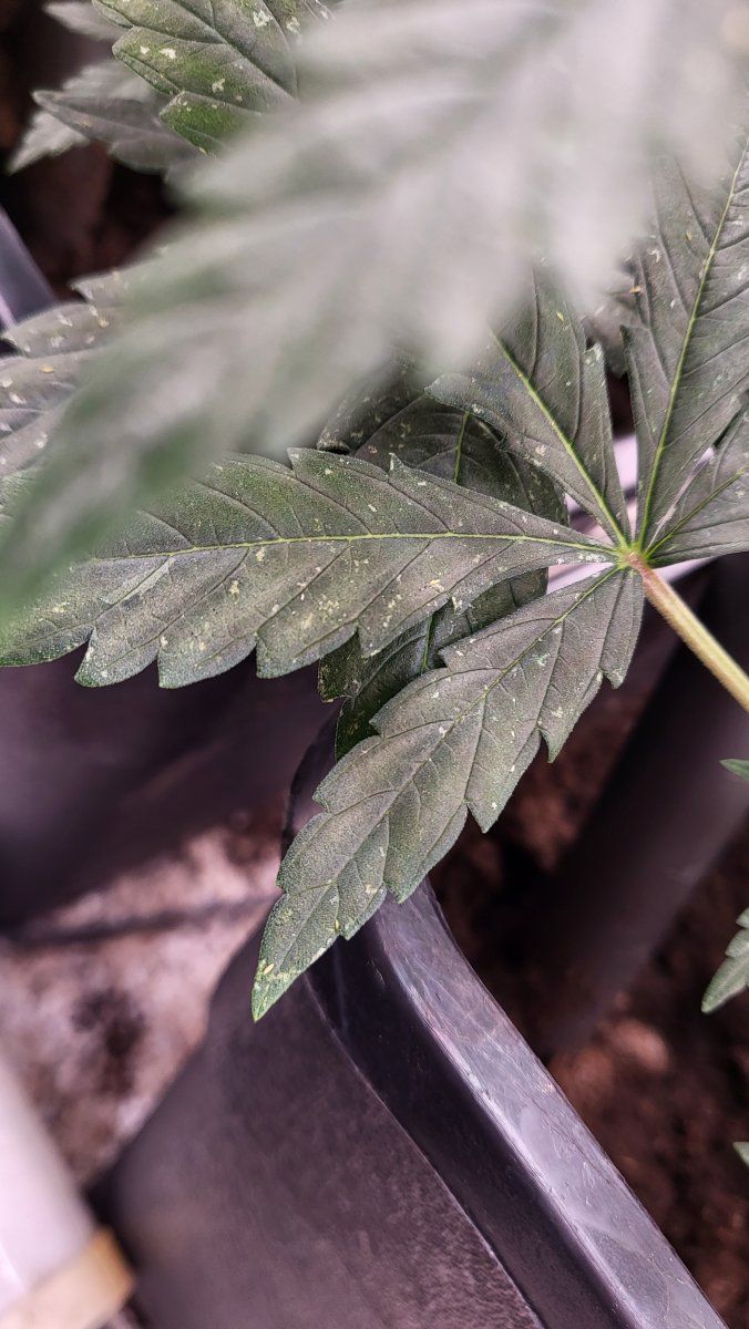Thrips