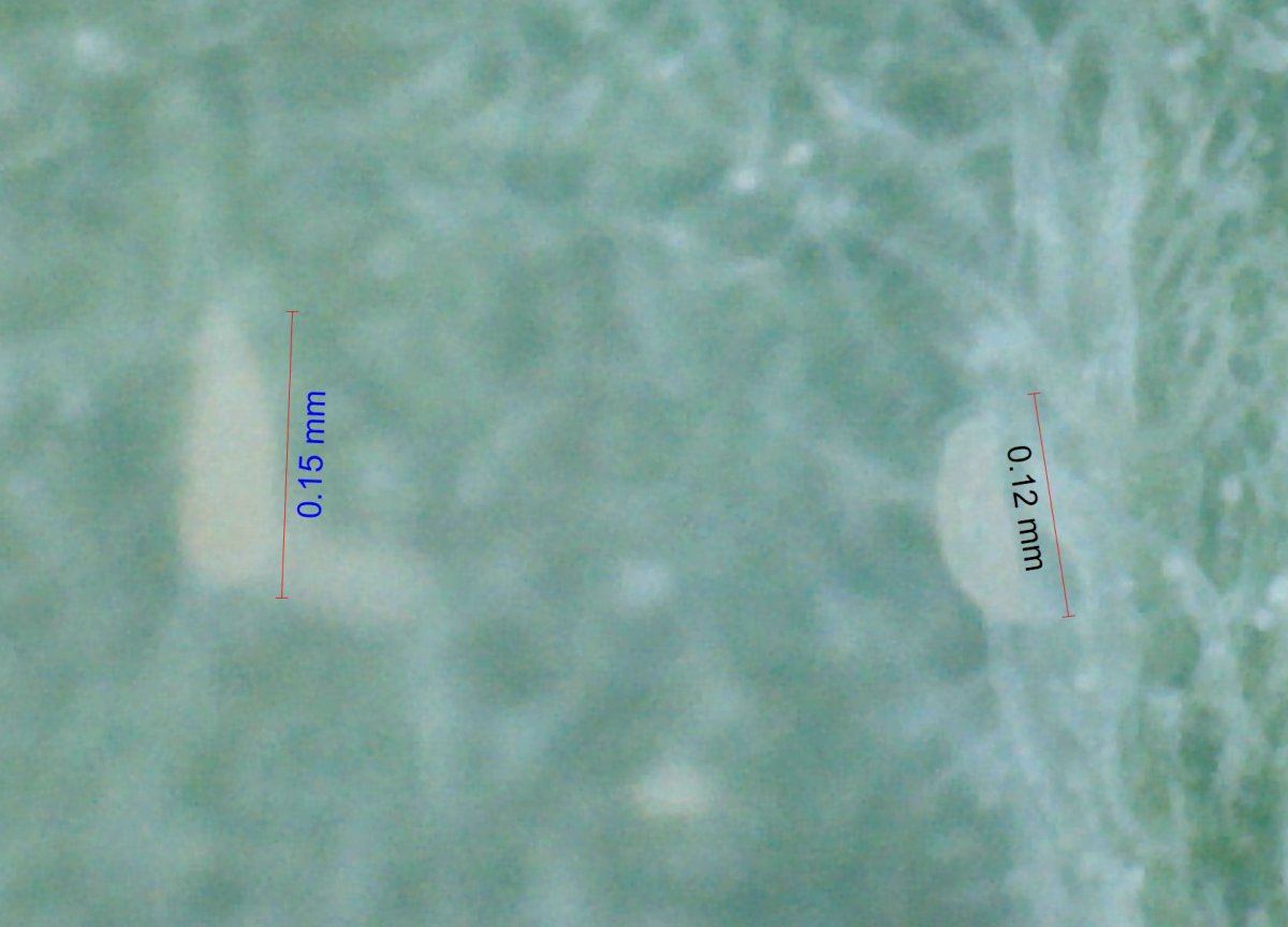 Thrips measured 1