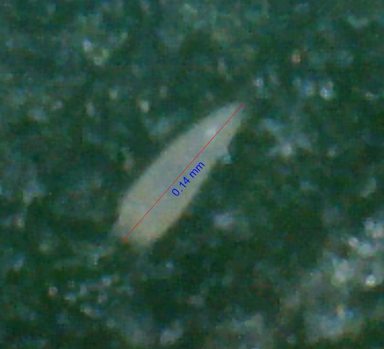 Thrips measured 2