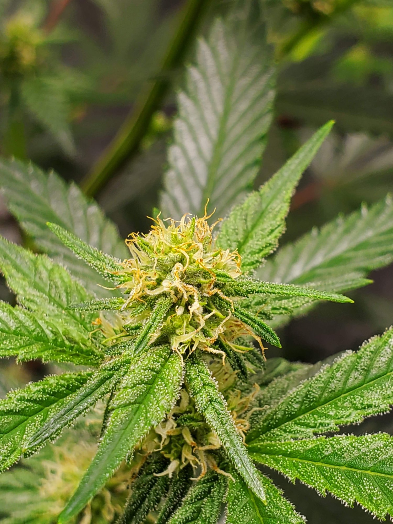 Thrips to black spots to leaf tips curling up in week 4 flower 14