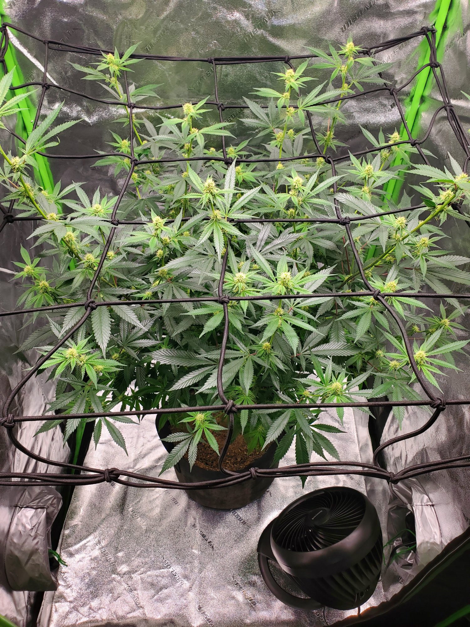 Thrips to black spots to leaf tips curling up in week 4 flower 15