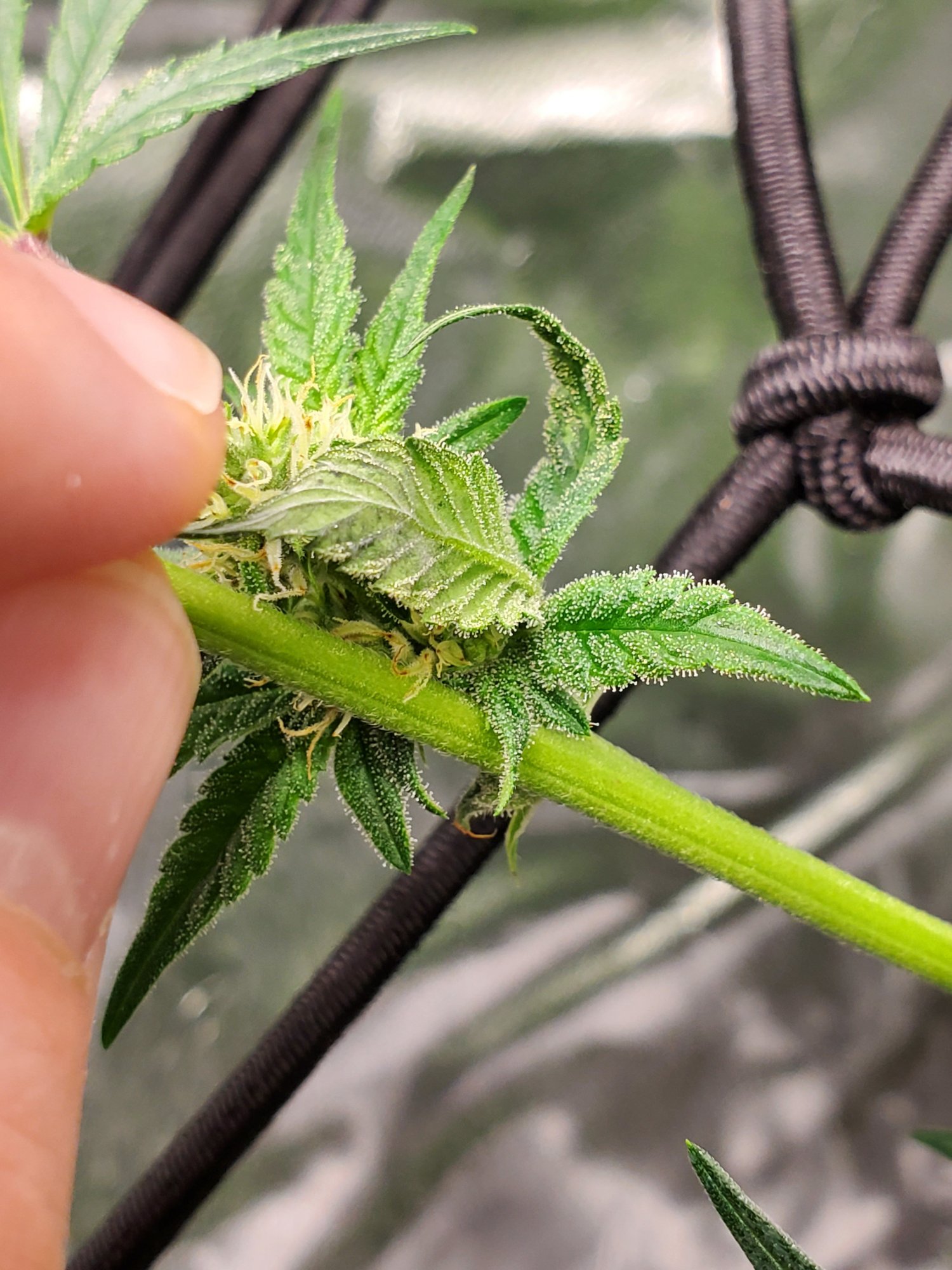 Thrips to black spots to leaf tips curling up in week 4 flower 16