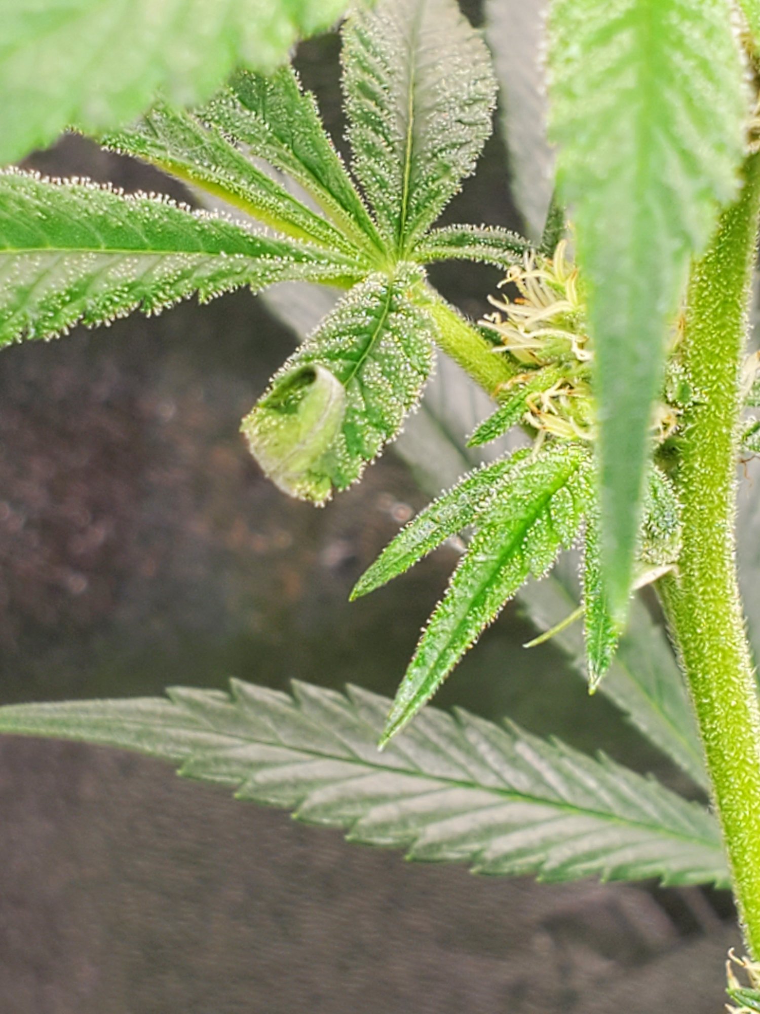 Thrips to black spots to leaf tips curling up in week 4 flower 4