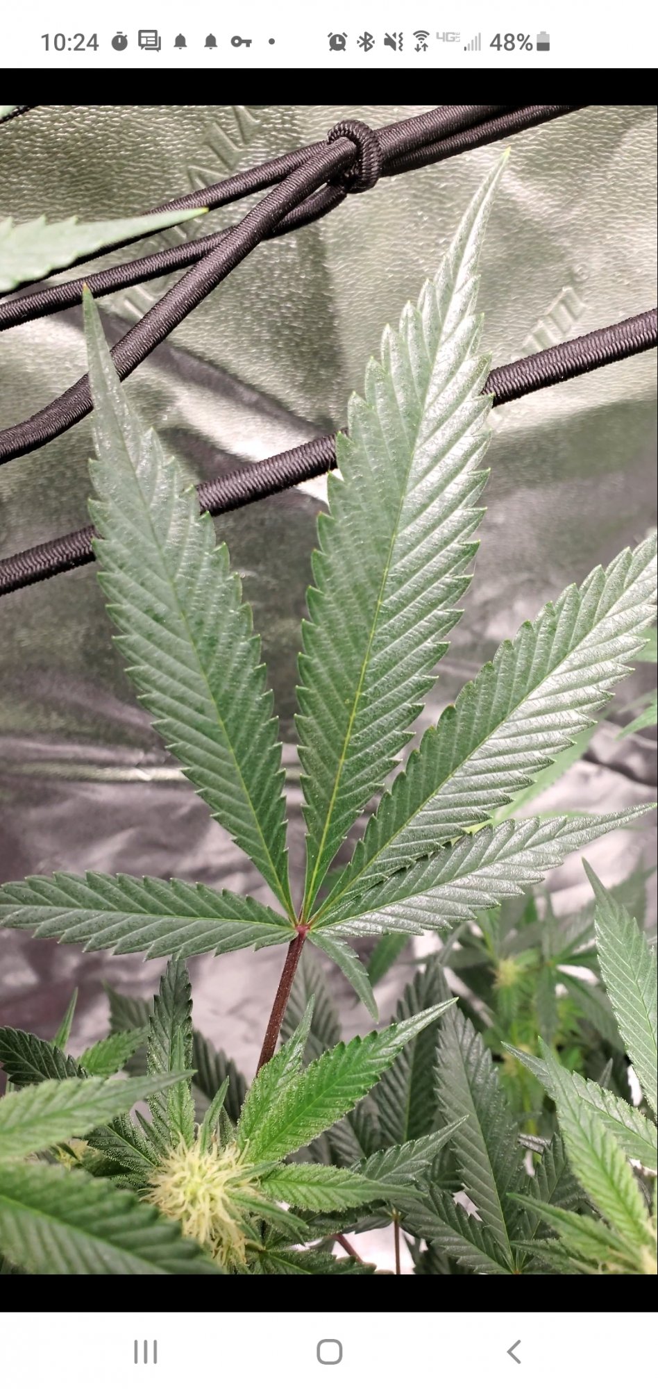 Thrips to black spots to leaf tips curling up in week 4 flower 8