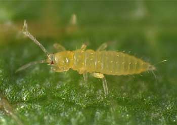 Thrips2