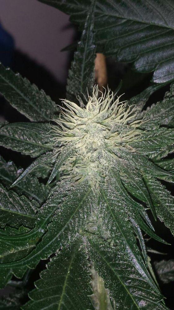 Thunderfudges sour larry resurrection 3