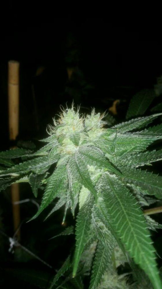 Thunderfudges sour larry resurrection 4