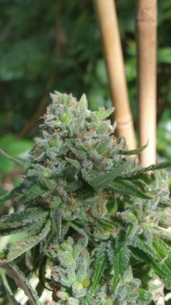 Thunderfudges sour larry resurrection 5