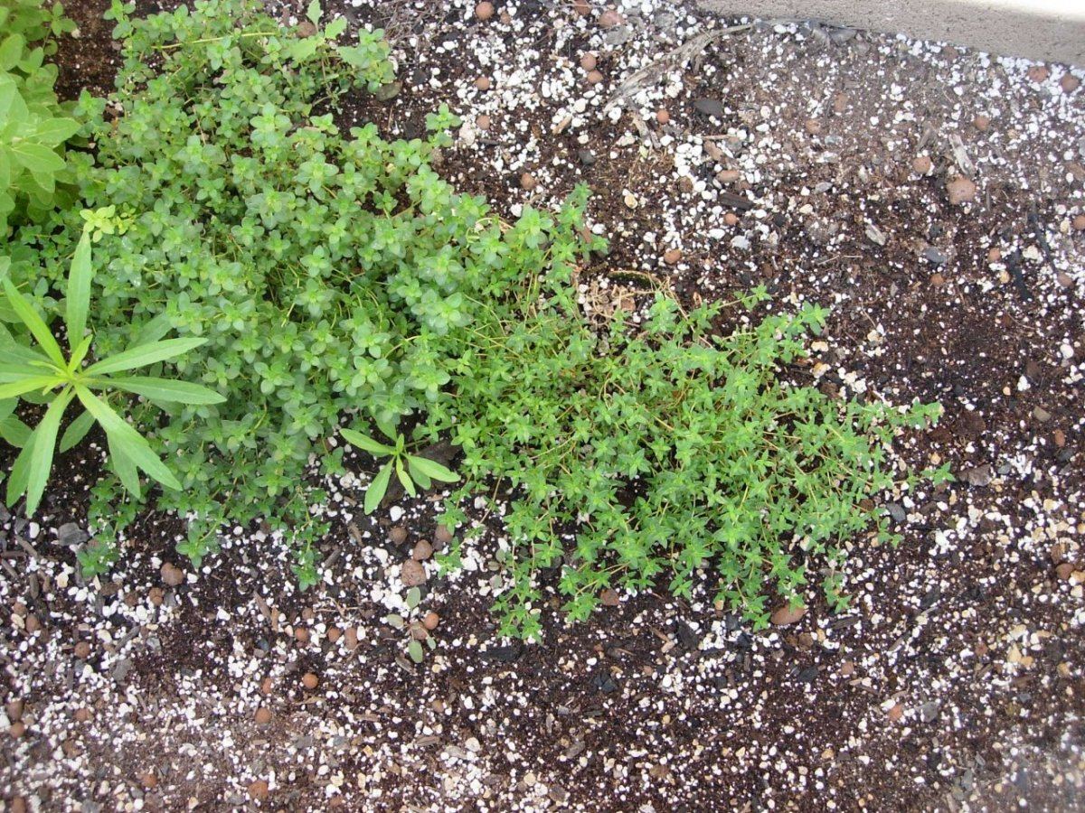 Thyme