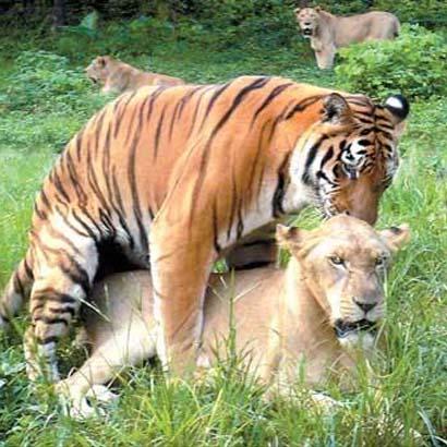 Tigerlioness