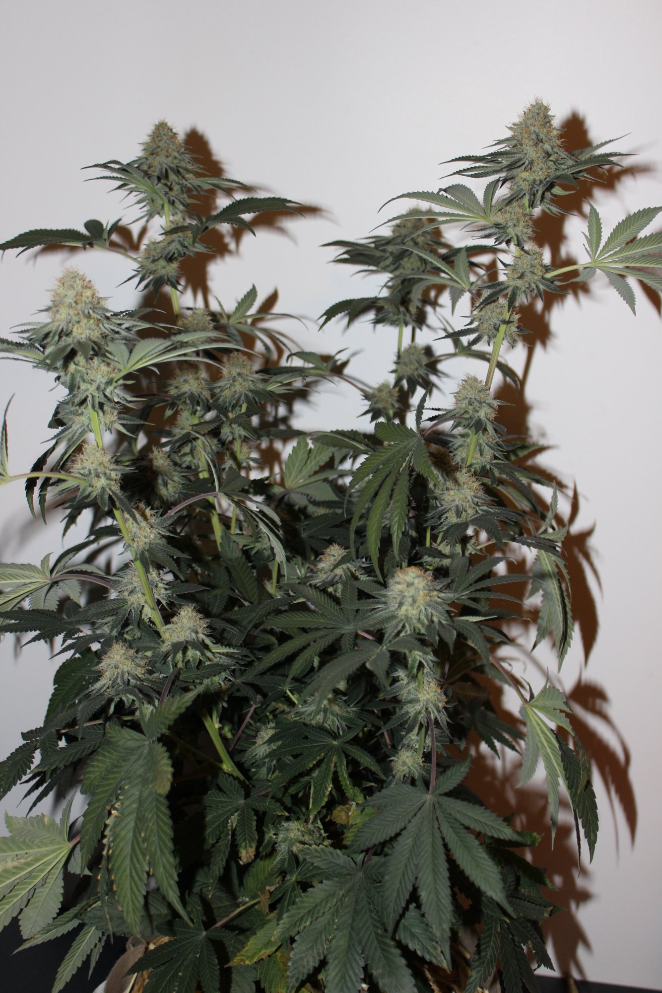 Time Bandit 2 flower day 33
