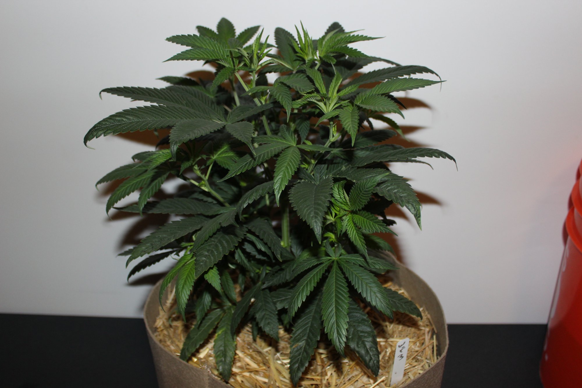 Time Bandit 3 flower day 2 1