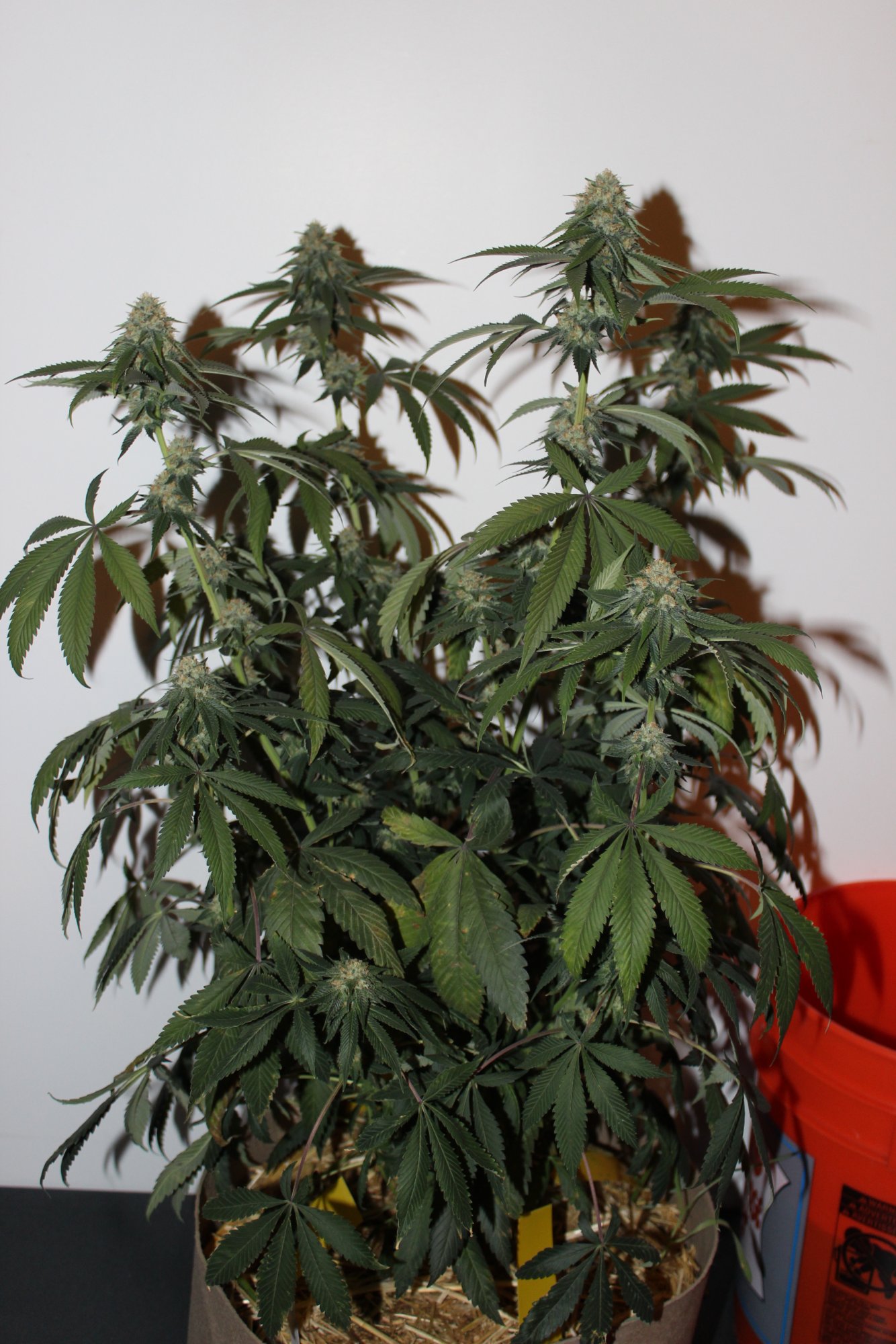 Time Bandit 3 flower day 33