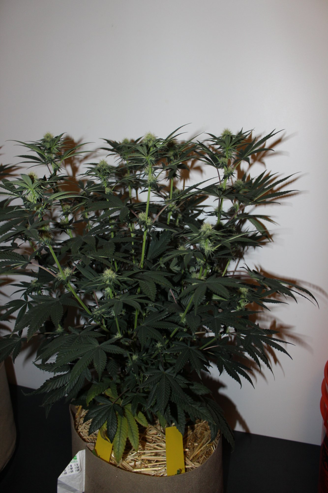 Time Bandit 4 flower day 21 1