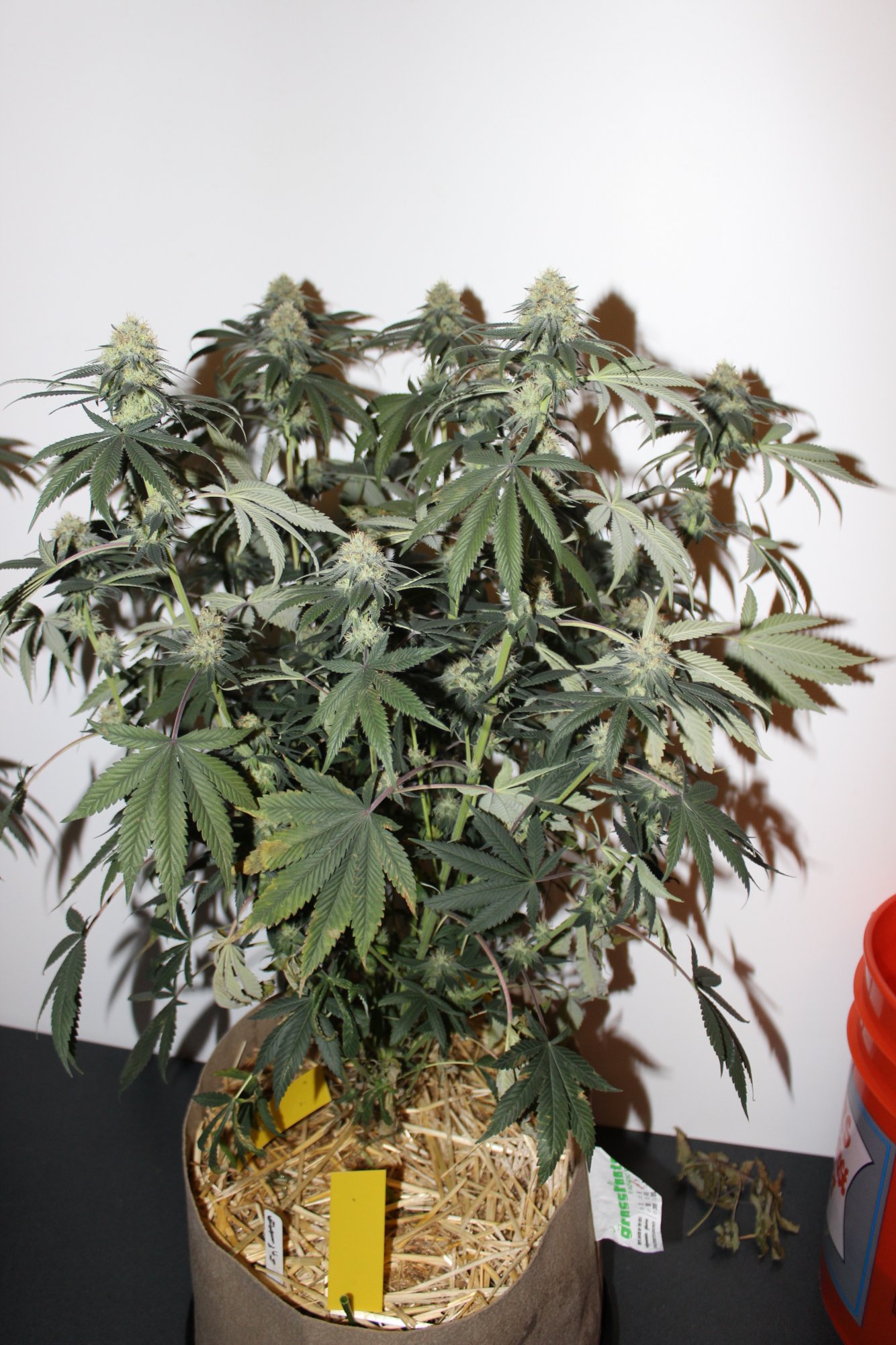 Time Bandit 4 flower day 33