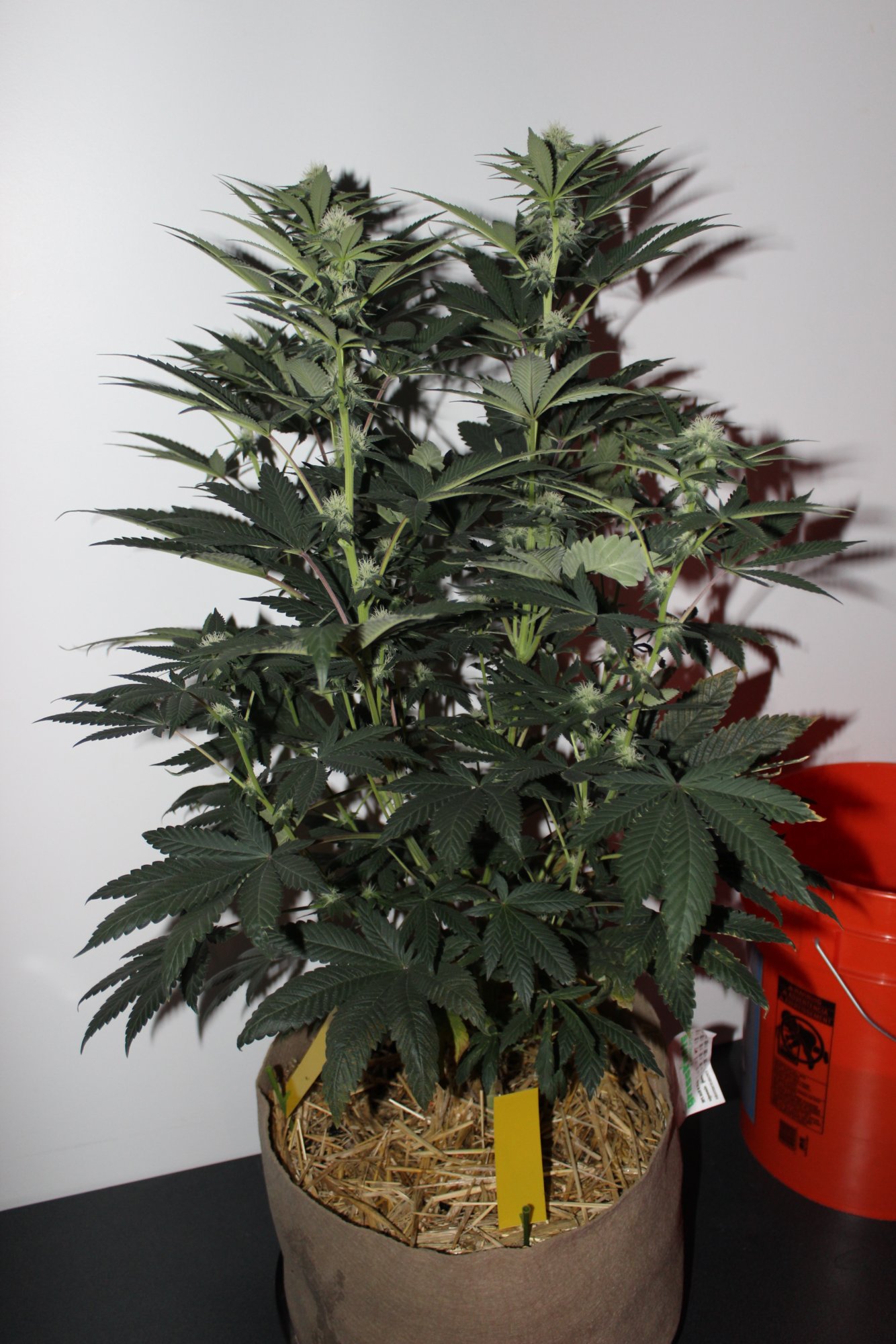 Time Bandit 6 flower day 21