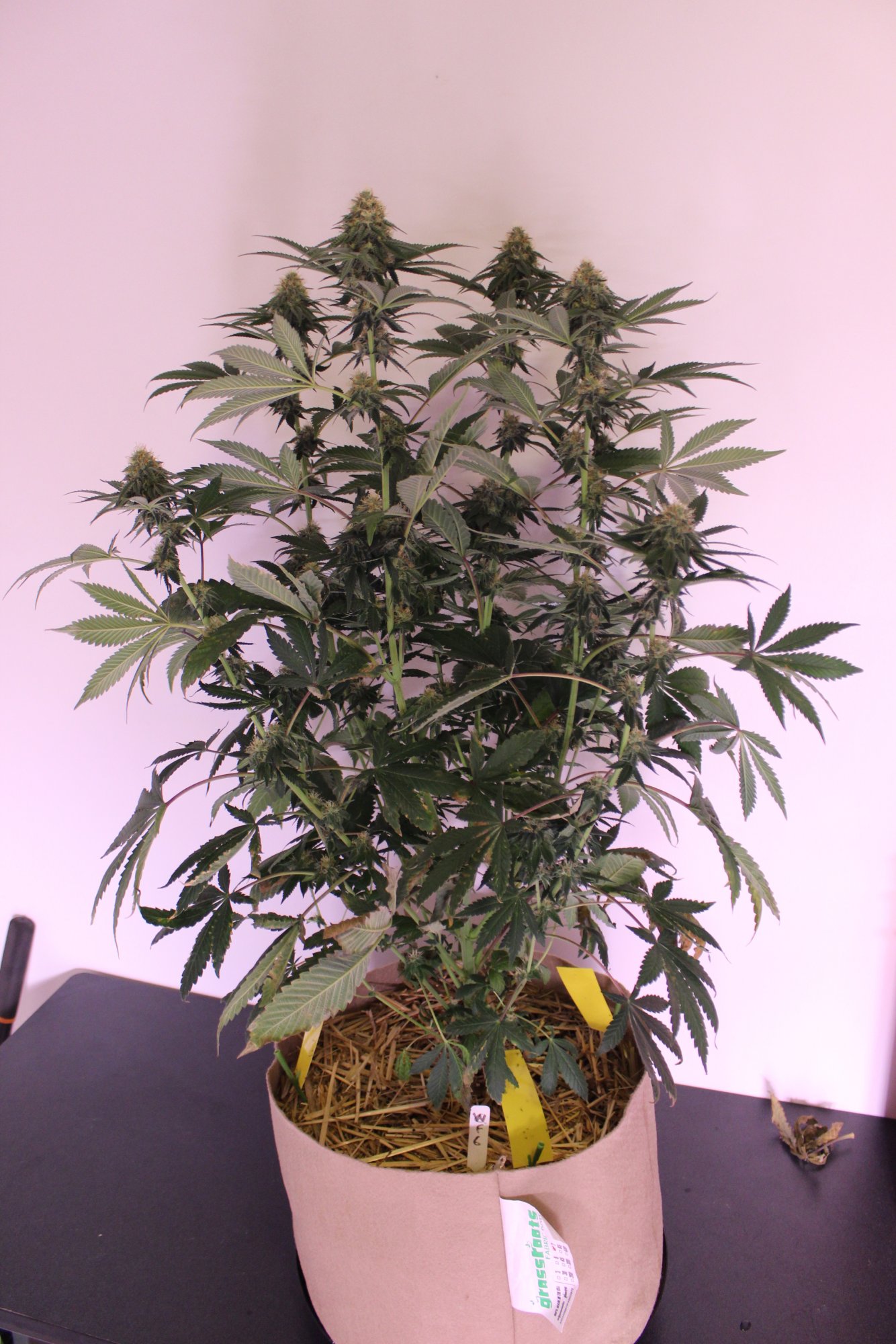 Time Bandit 6 flower day 33