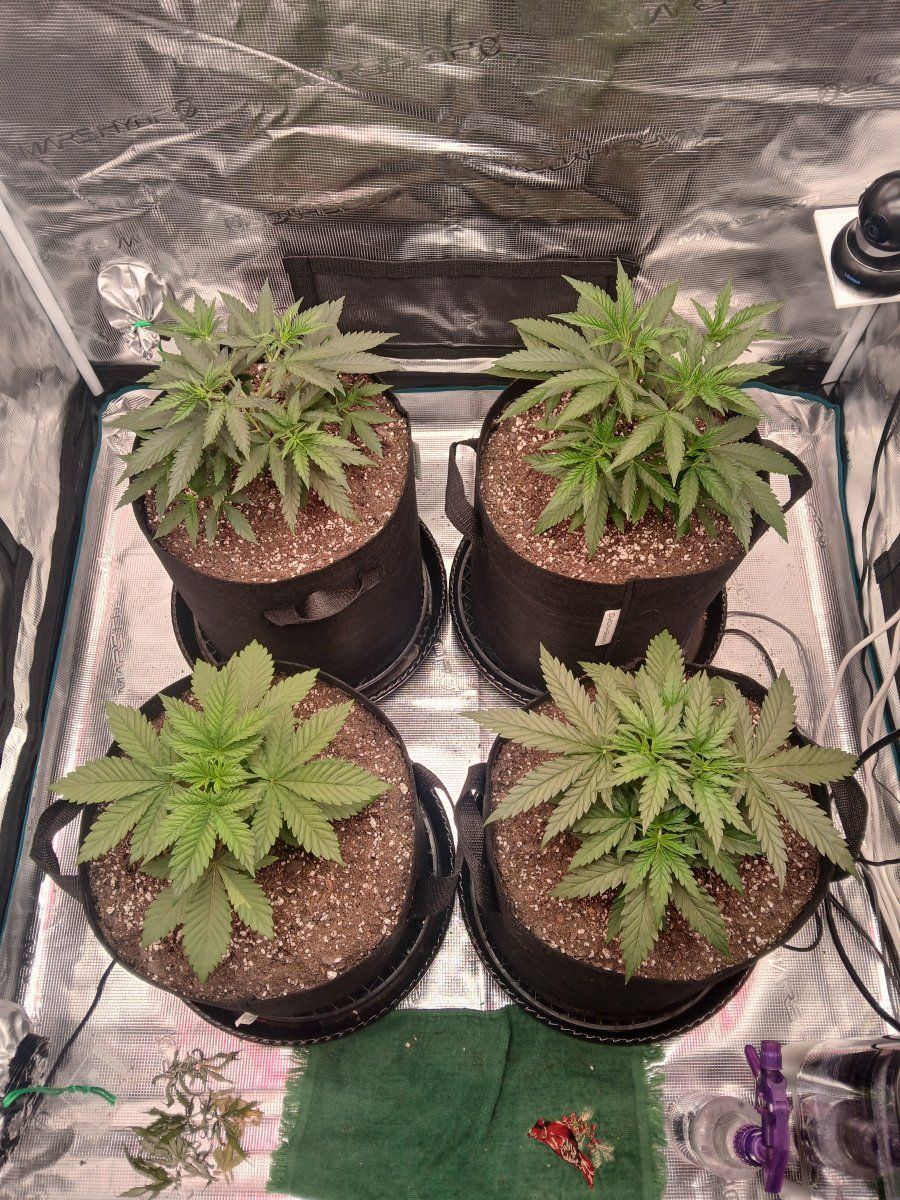Time for the next step lst  yikes 3