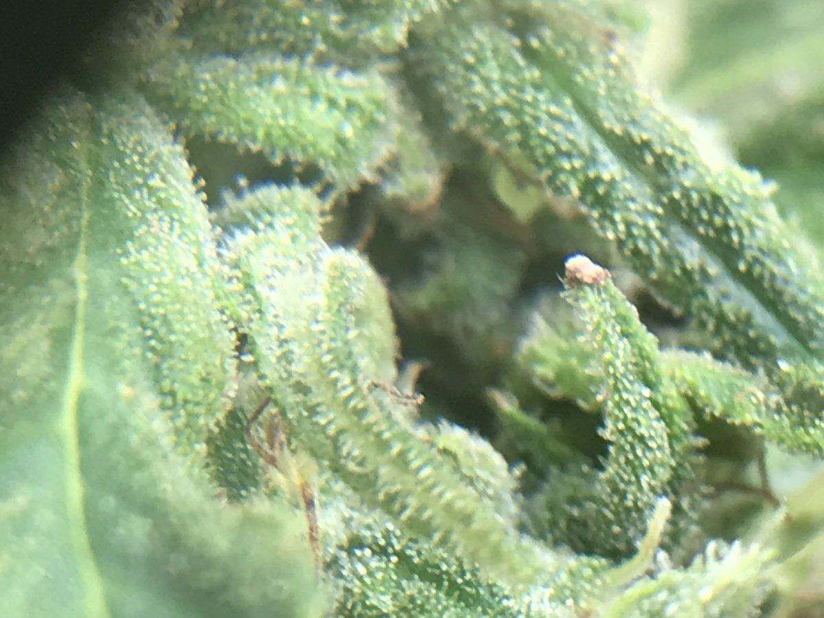 Time to chop only second grow 3