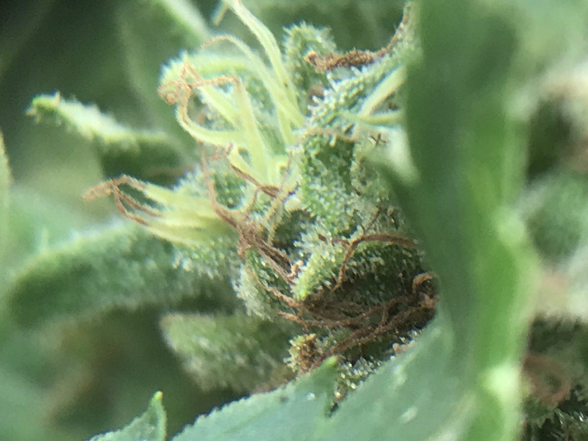 Time to chop only second grow 4