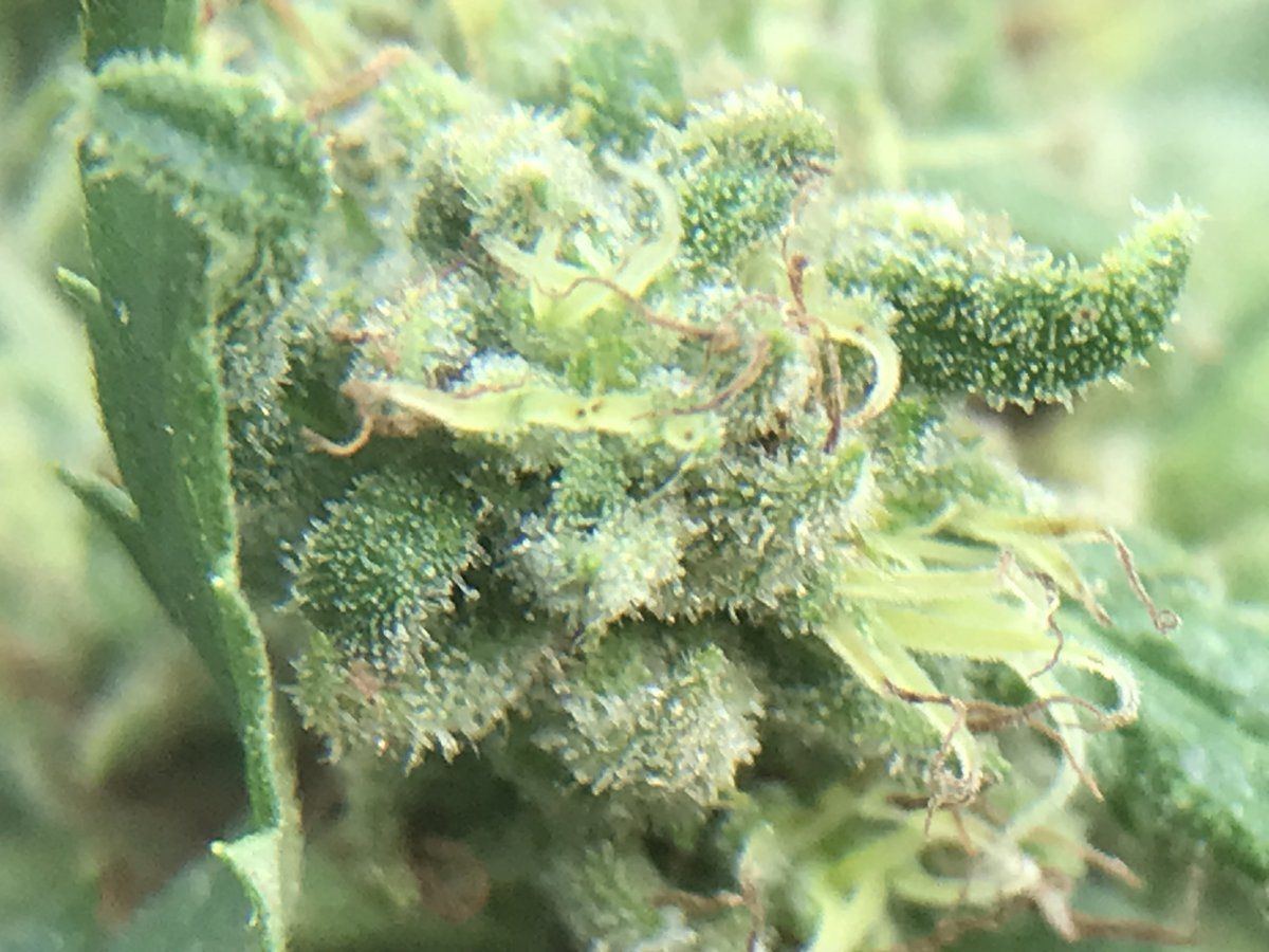 Time to chop only second grow 5