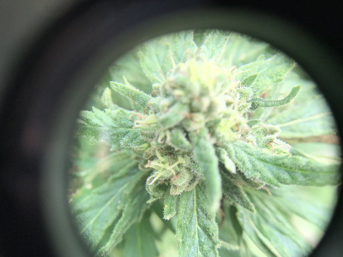 Time to chop only second grow 6