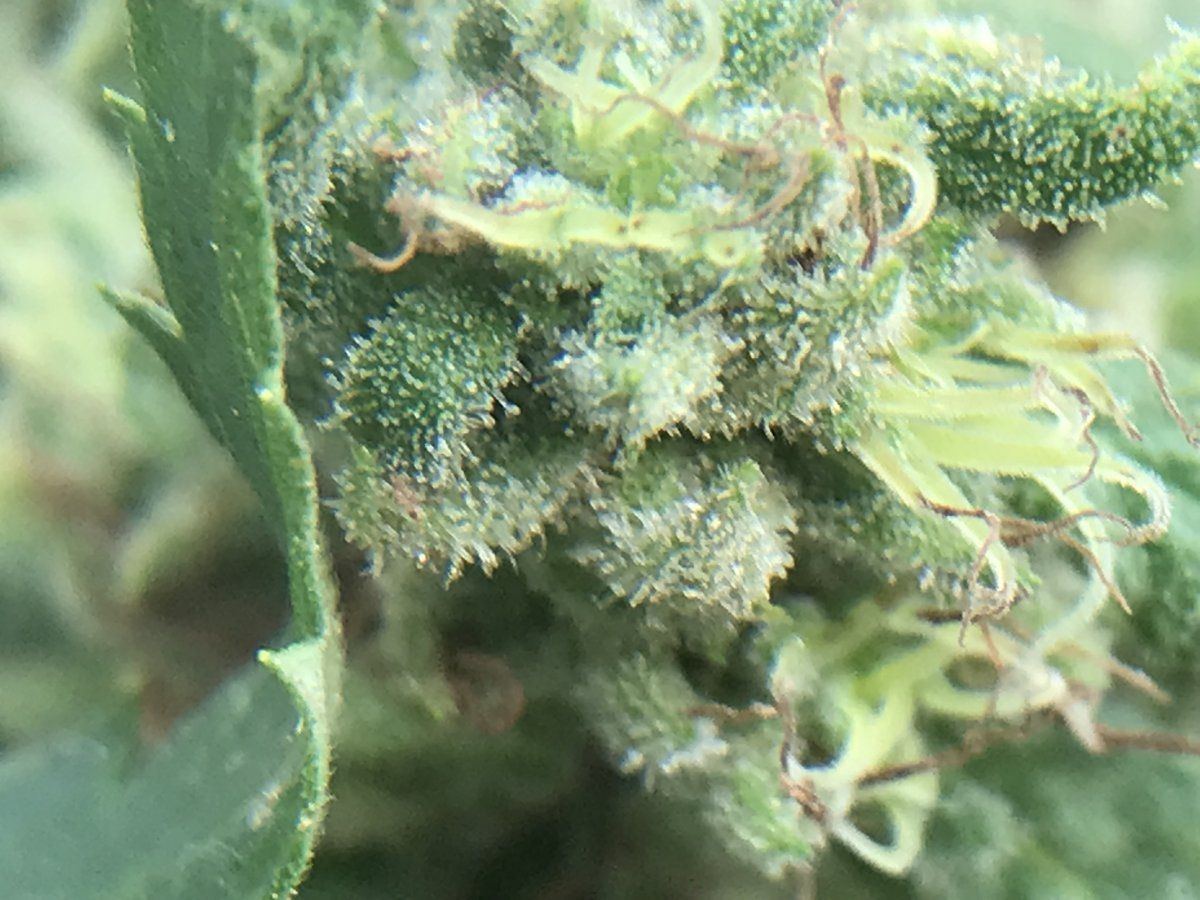 Time to chop only second grow 7