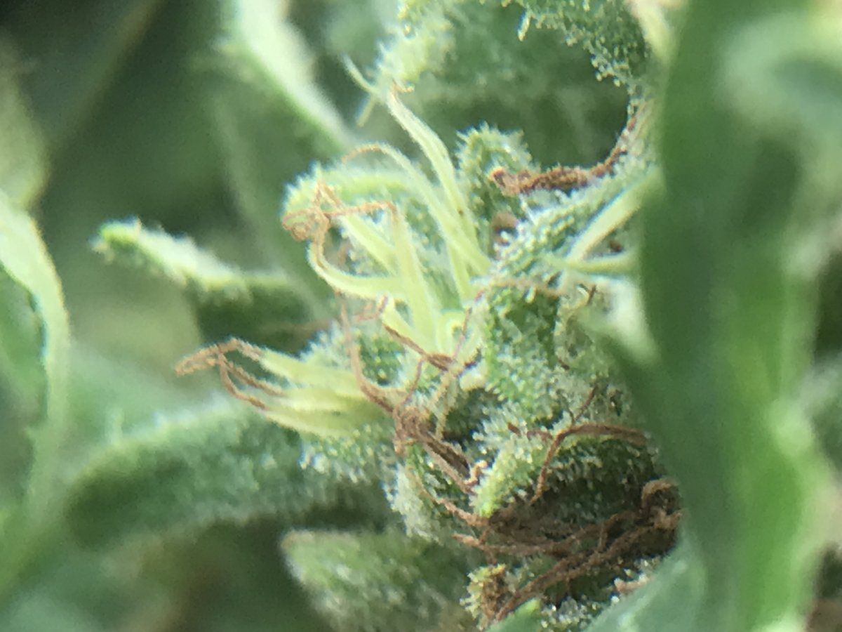Time to chop only second grow 8