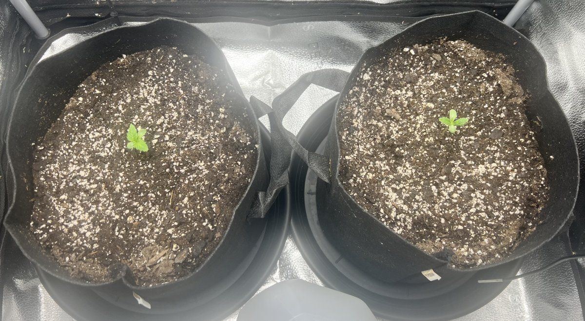 Tims girl scout cookie auto grow 4