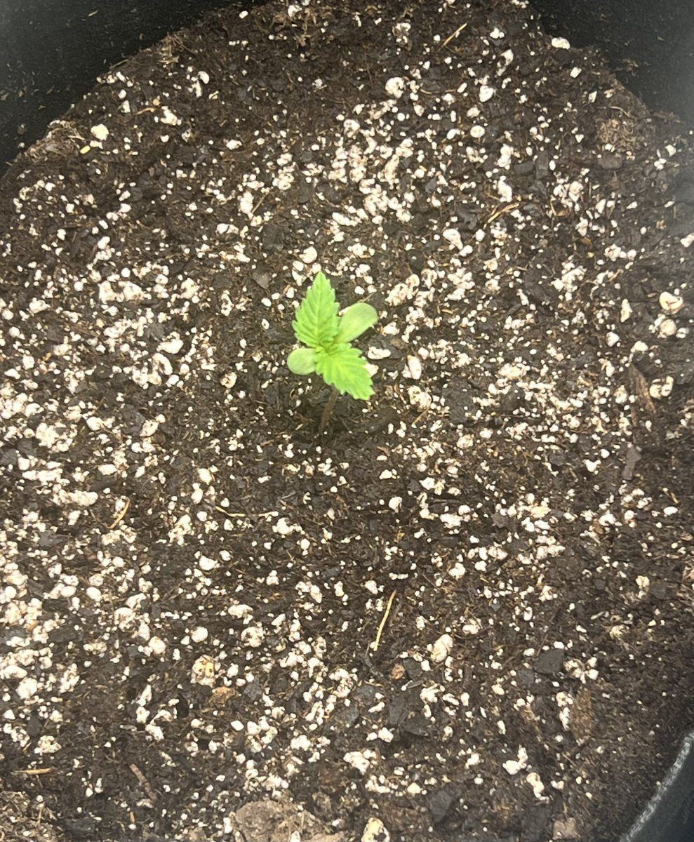 Tims girl scout cookie auto grow 5