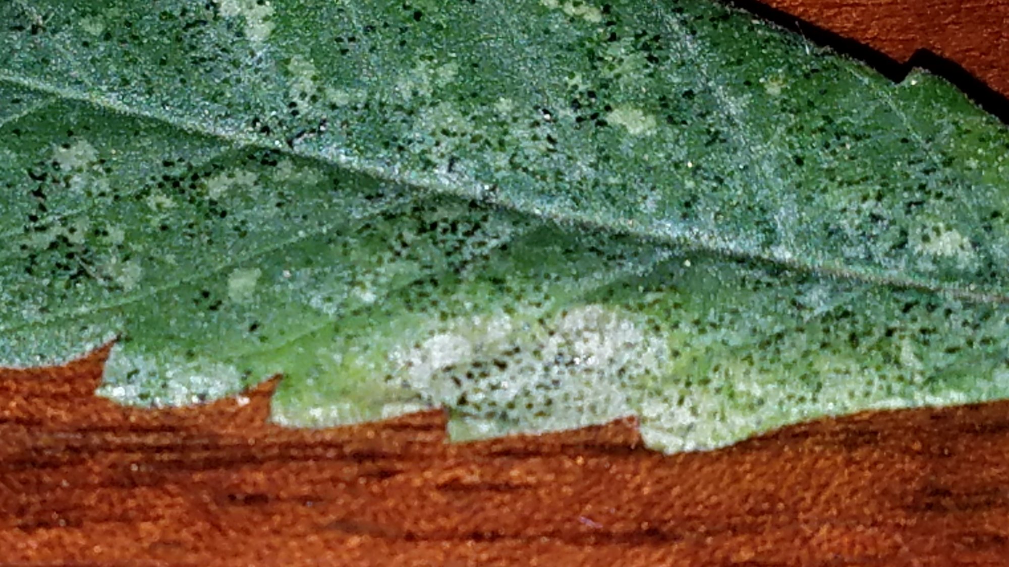 Tiny black spots on fan leaf