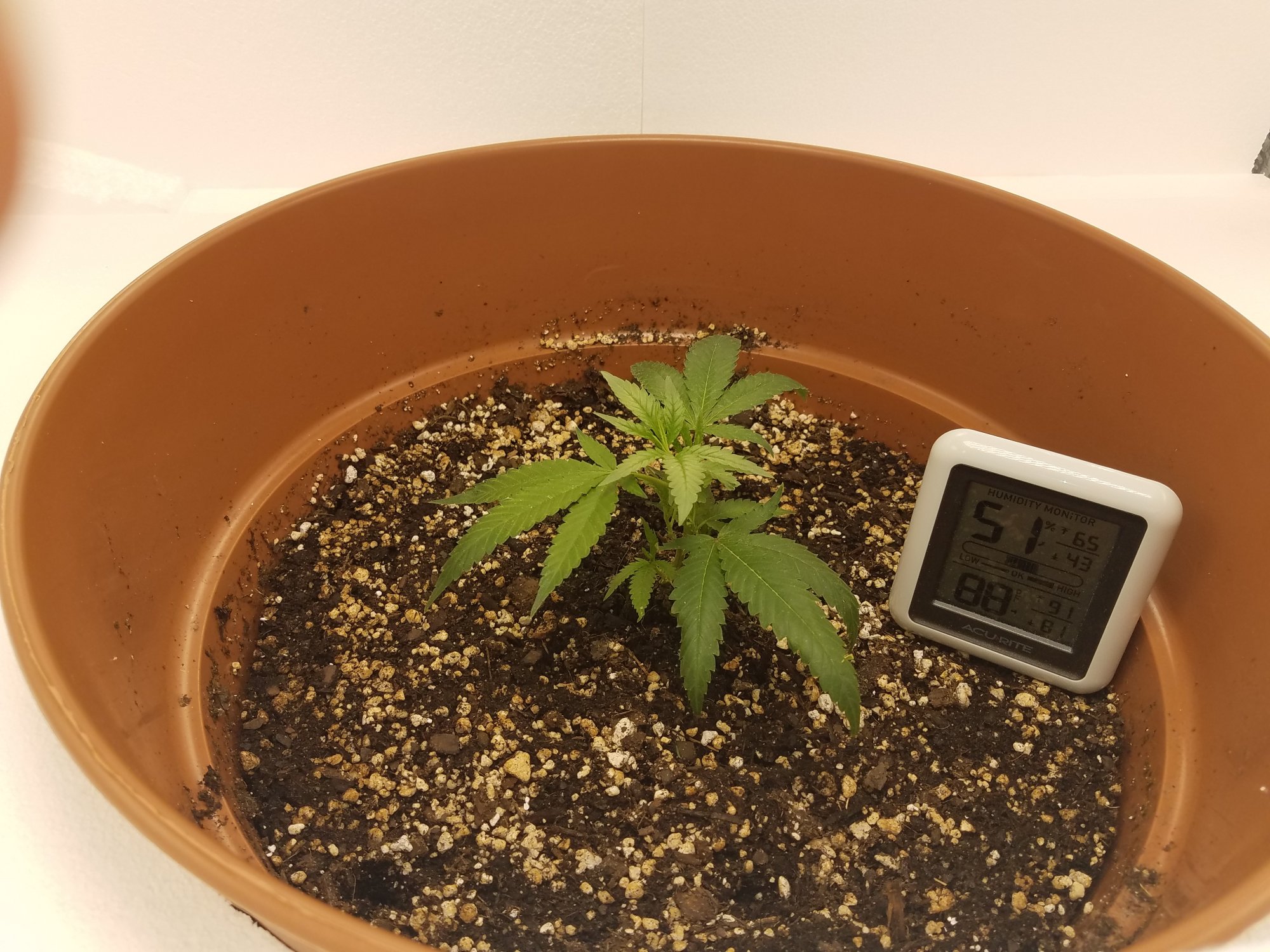 Tiny catapiller