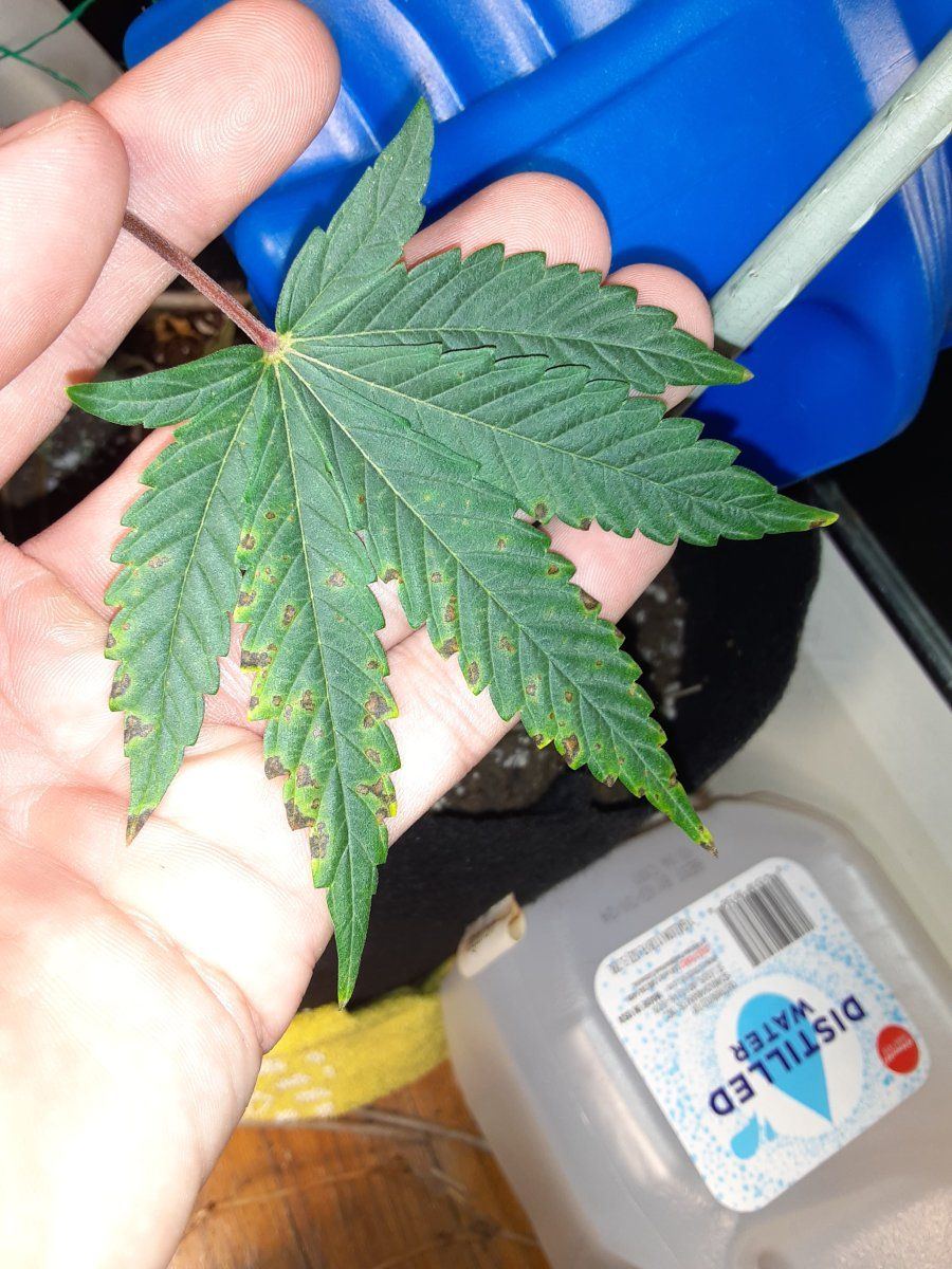 Tiny little brown spots covering my leaves like dalmatians do these need to be cut out disease