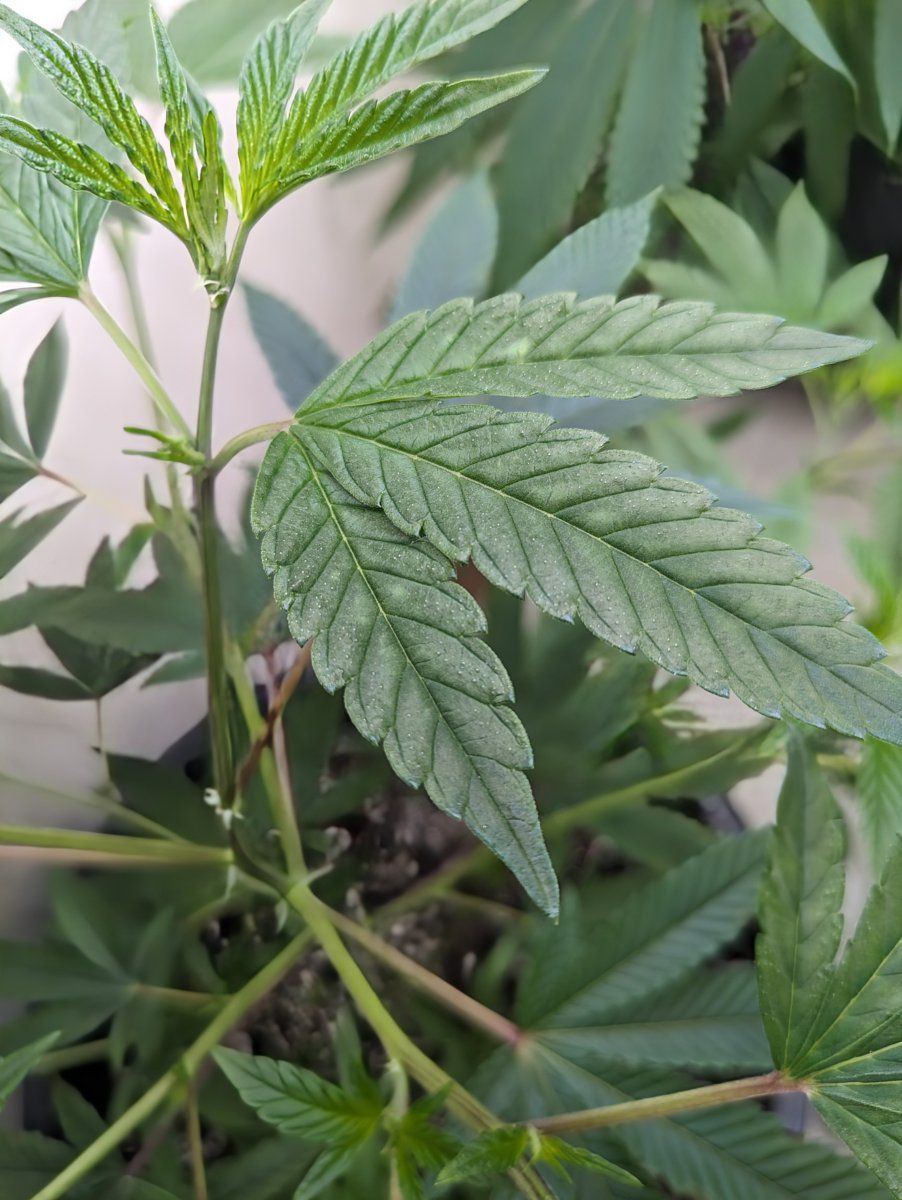 Tiny white bumps on upper leaves help