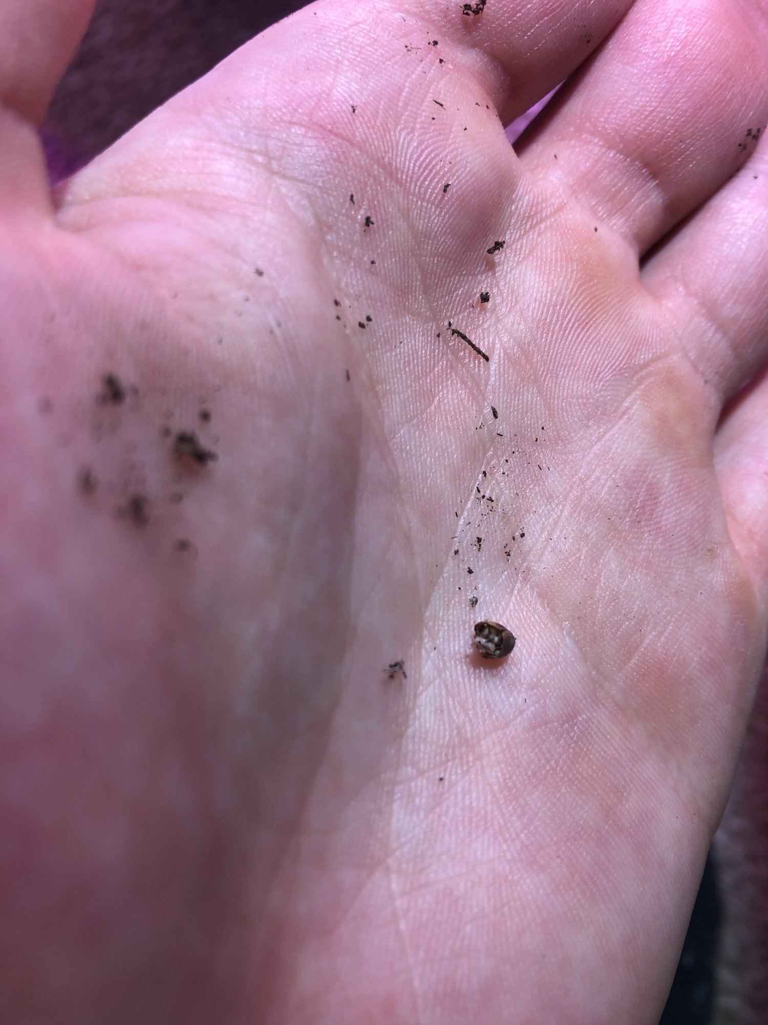 Tiny white mites eating seeds 2