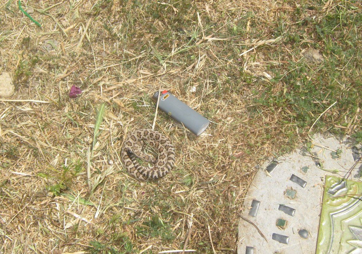 Tinyrattlesnake53