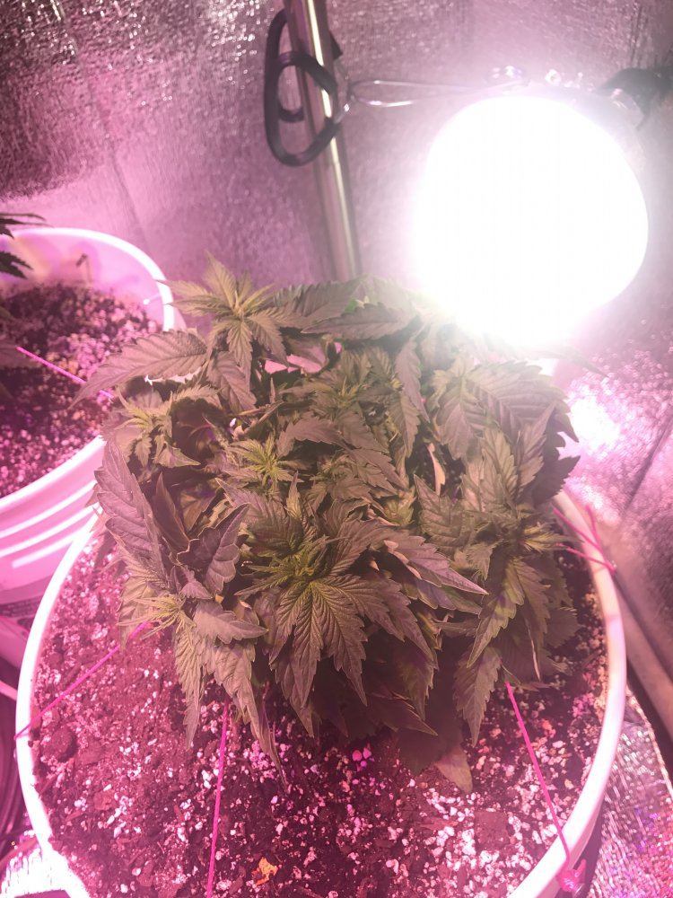Tips for 1st grow 2