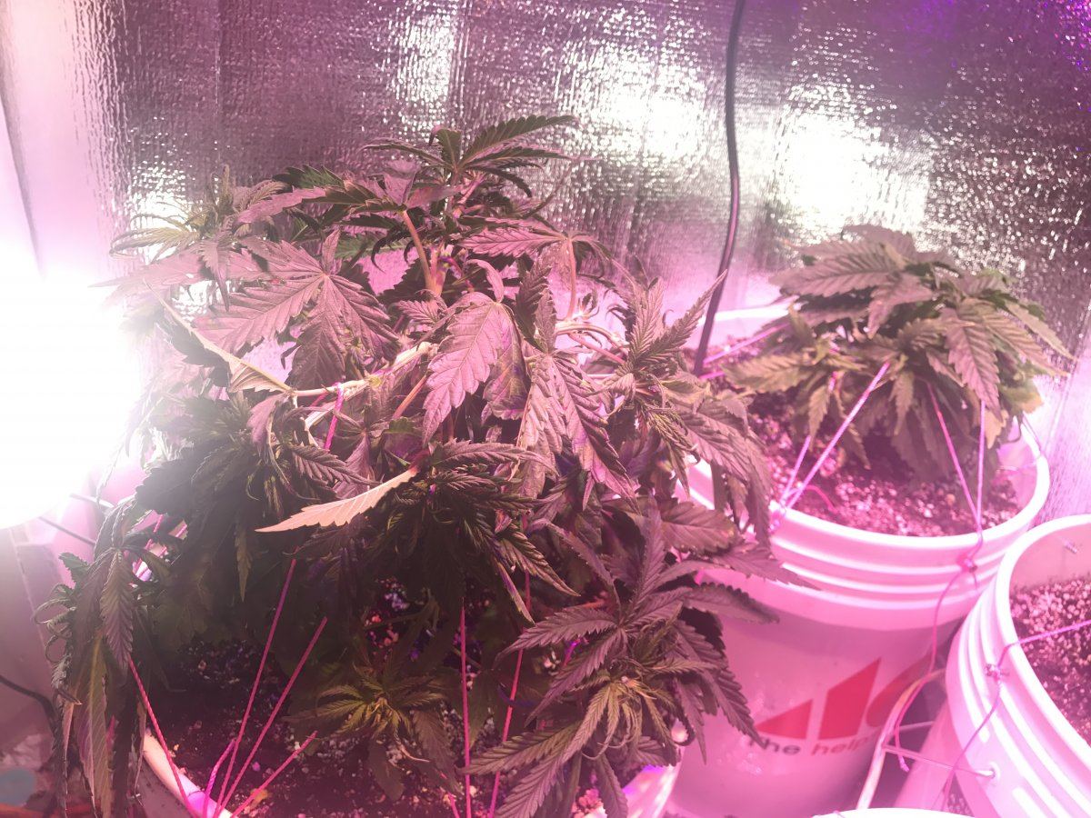 Tips for 1st grow 3