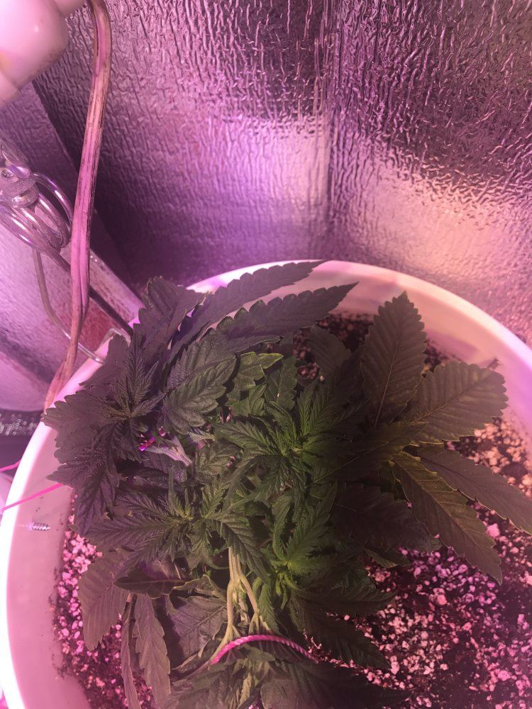 Tips for 1st grow 5