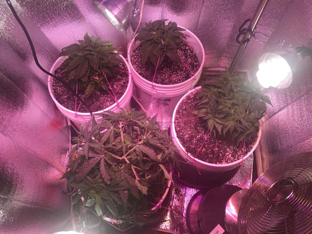 Tips for 1st grow
